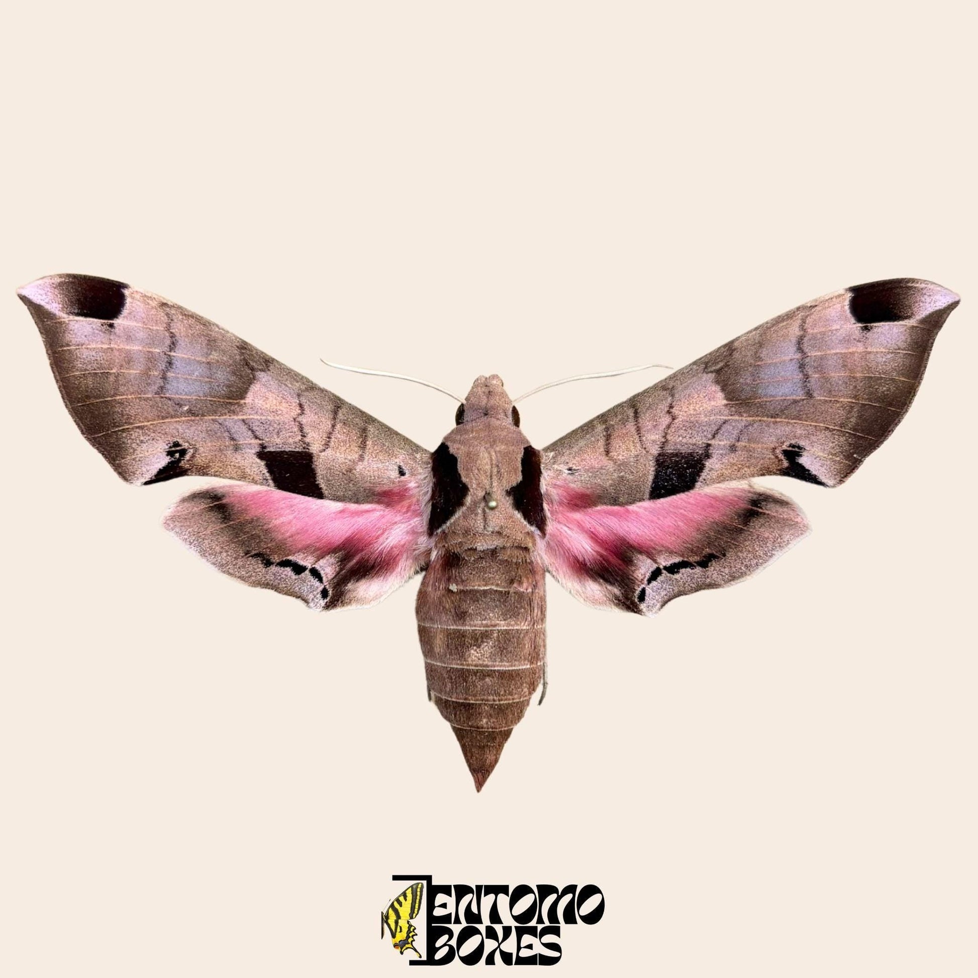 Eumorpha achemon gespannt Rosa Falter