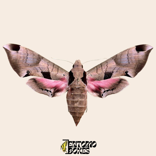 Eumorpha achemon pinned pink moth (etsy image id: 7849122278)