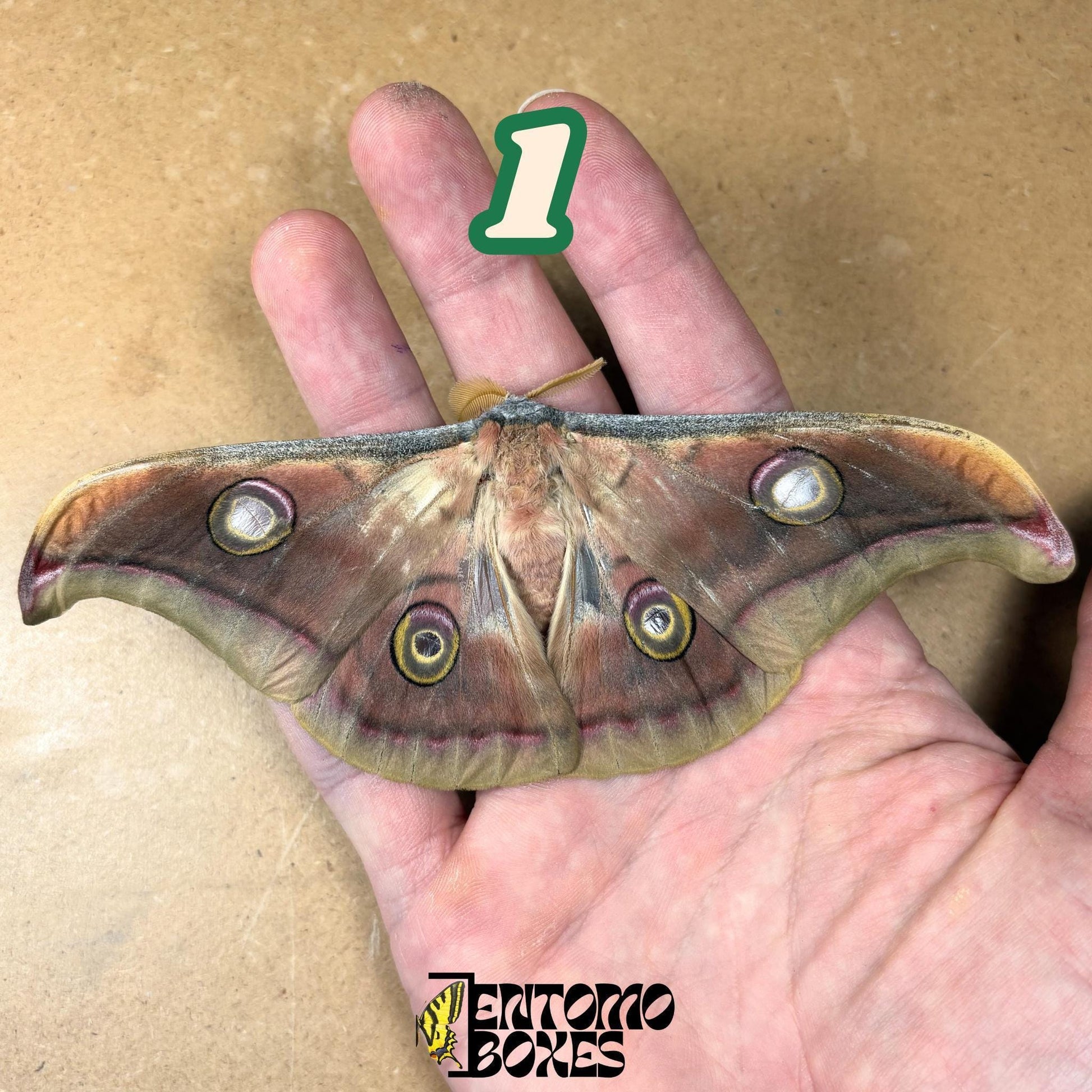 Pinned Antheraea mylitta Chinese Tussah silk moth specimen for entomology taxidermy collection (etsy image id: 7849832158)