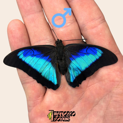 echter Prepona omphale tropisch farbenprächtig Blau Schmetterling für Sammlung, Entomologie und Taxidermie