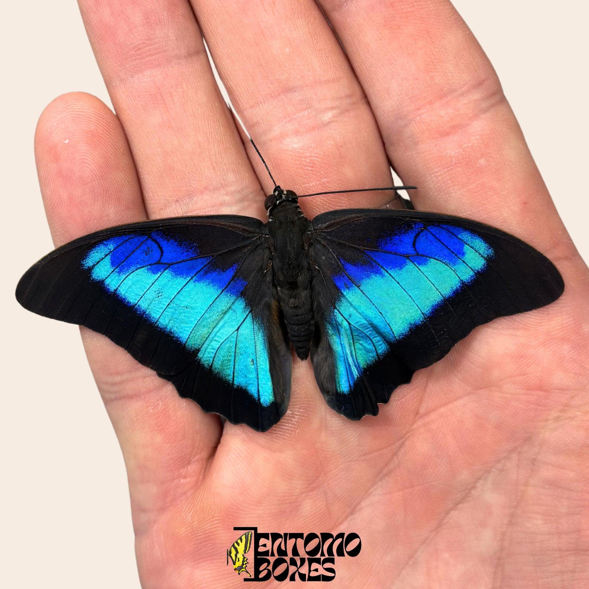 echter Prepona omphale tropisch farbenprächtig Blau Schmetterling für Sammlung, Entomologie und Taxidermie