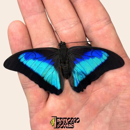 echter Prepona omphale tropisch farbenprächtig Blau Schmetterling für Sammlung, Entomologie und Taxidermie
