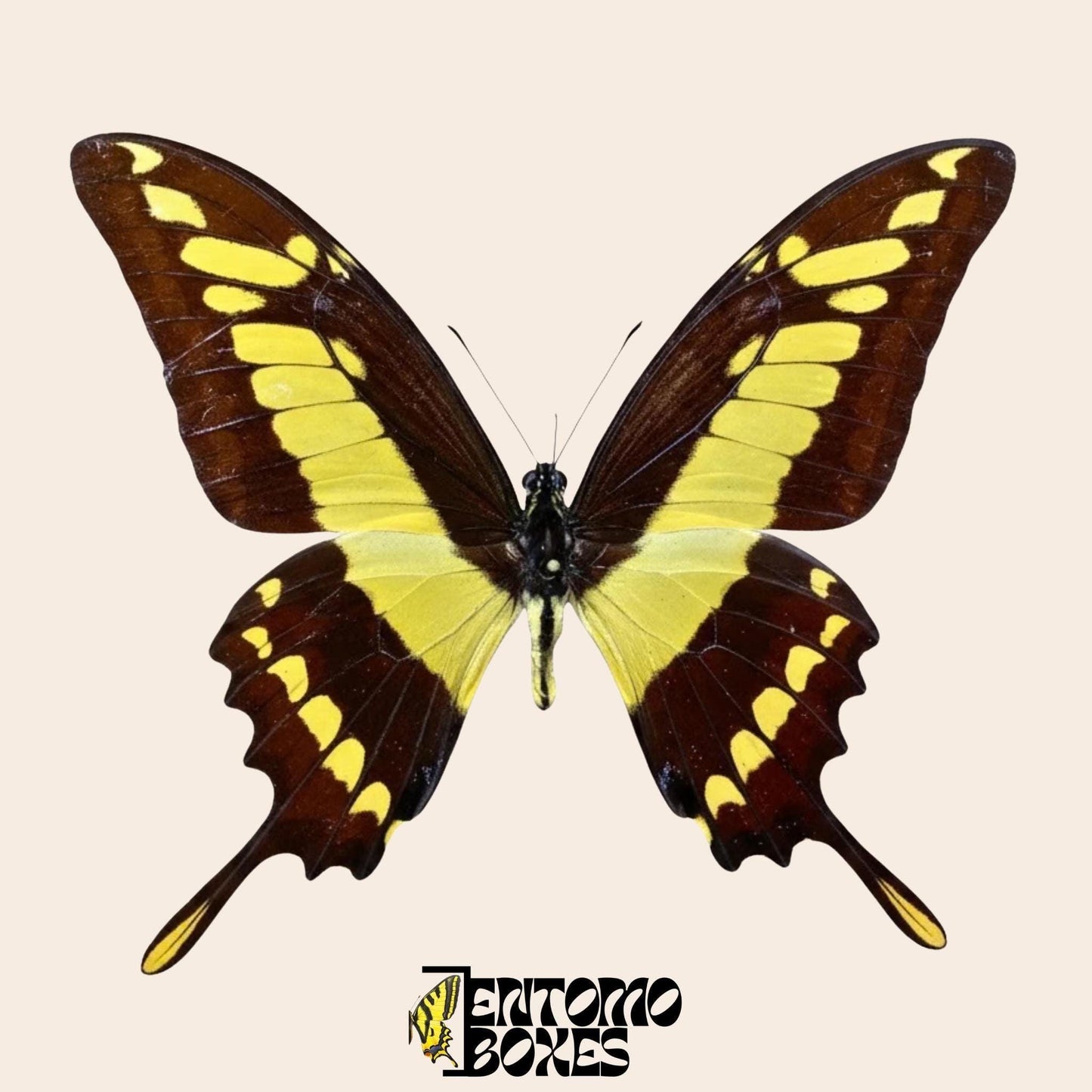 Papilio thoas gespannt Männchen Schmetterling