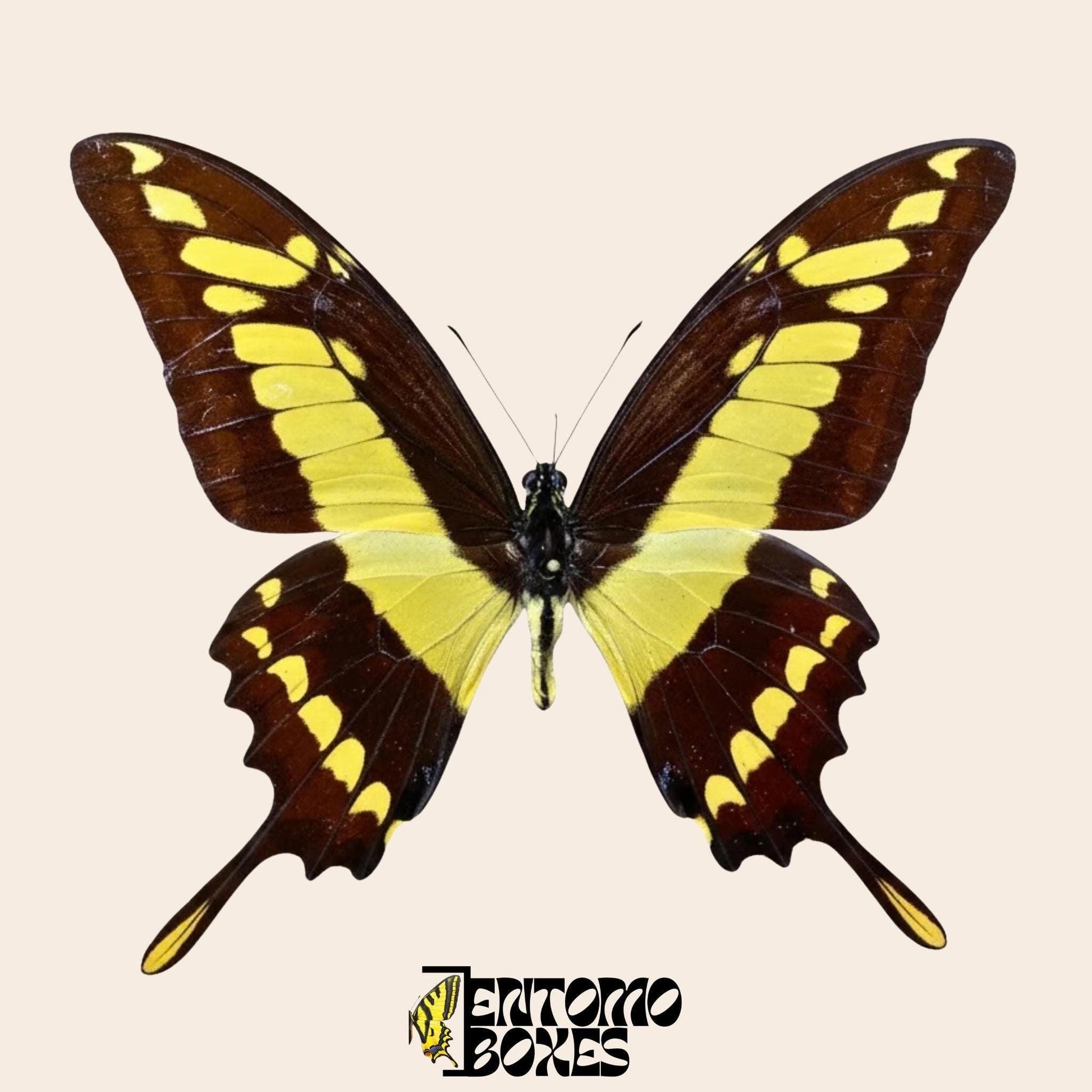 Papilio thoas gespannt Männchen Schmetterling