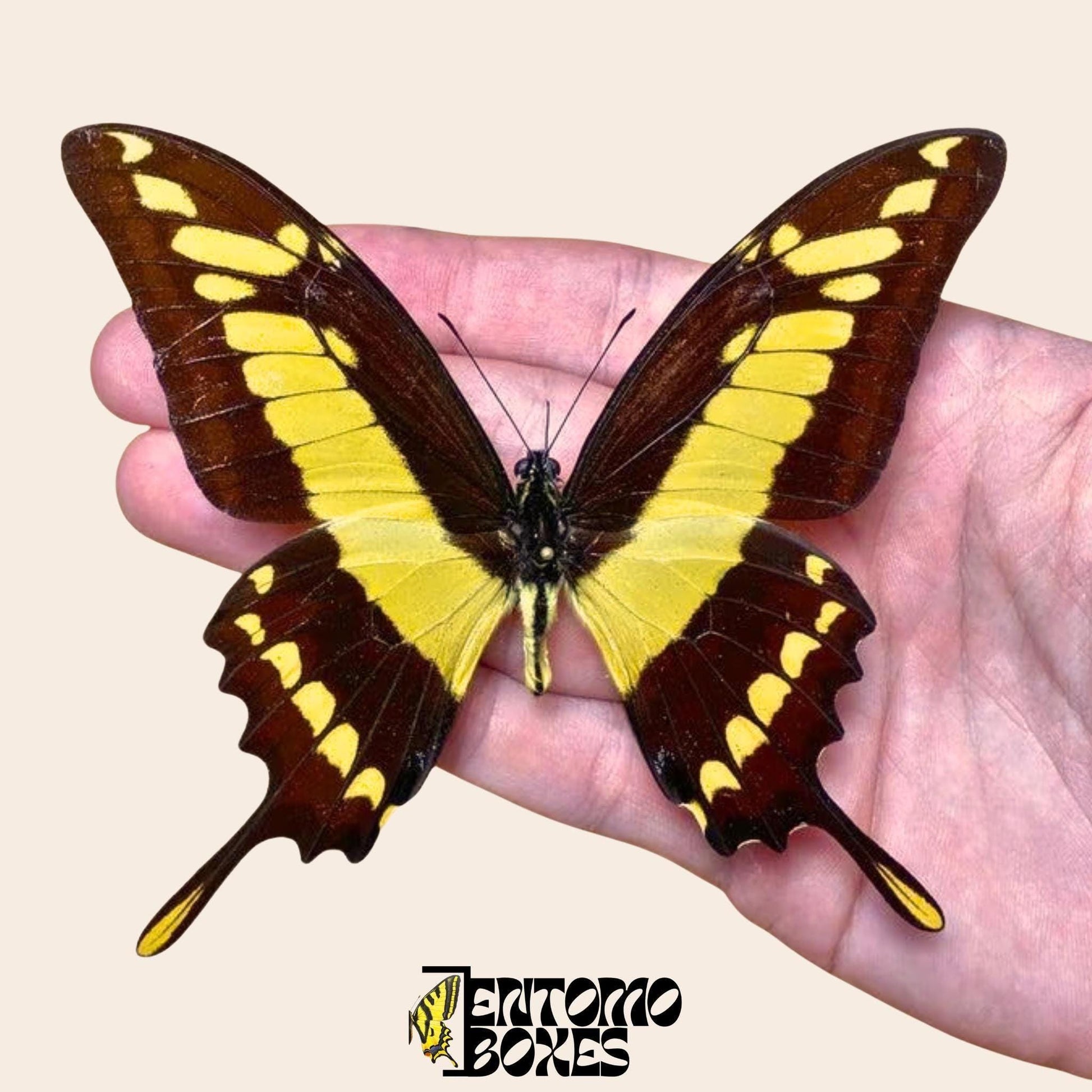 Papilio thoas gespannt Männchen Schmetterling