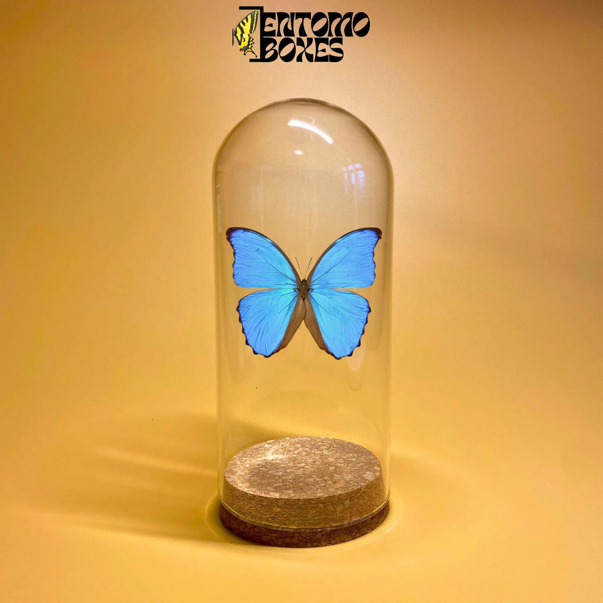 glass dome jar für displaying Insekten