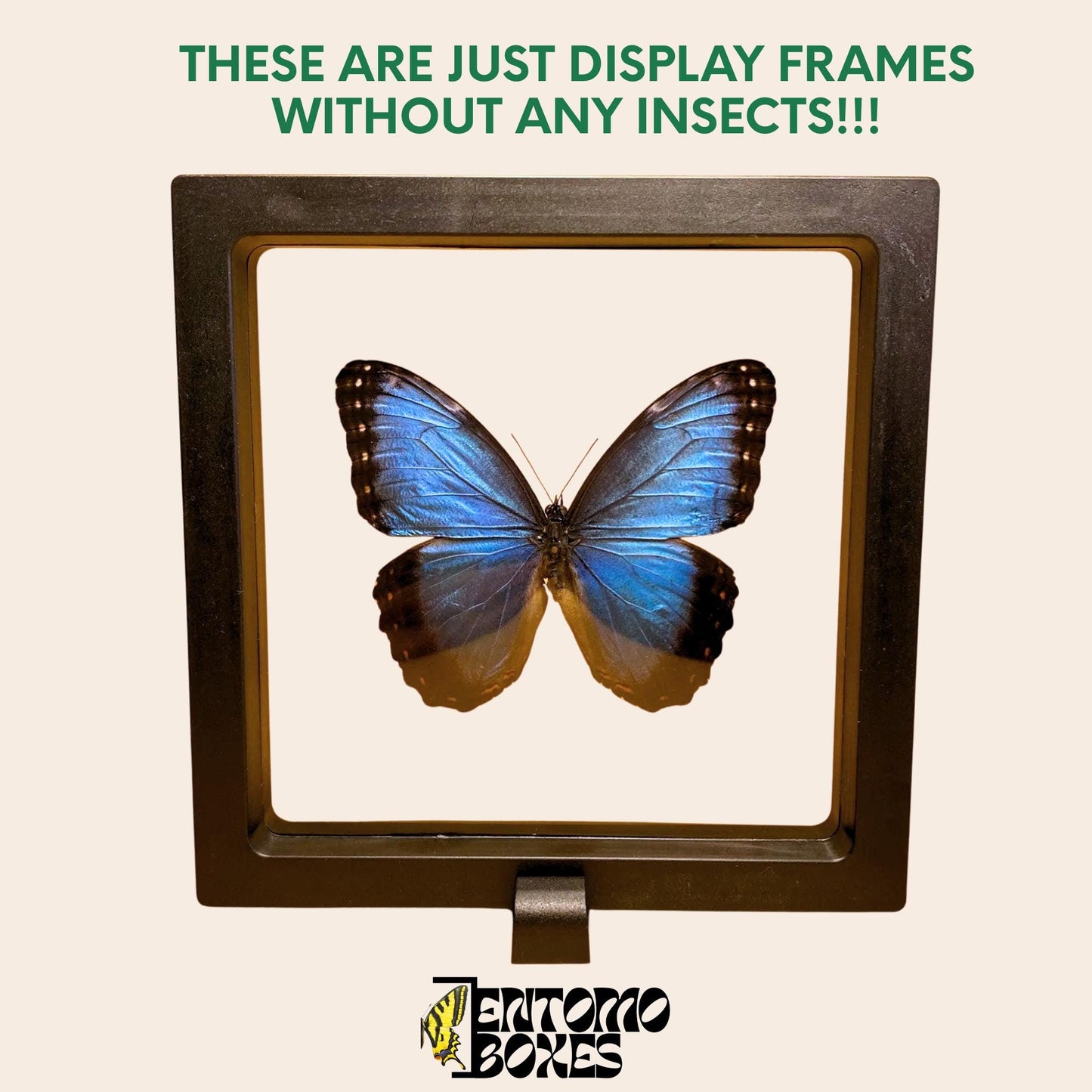 blue morpho butterfly in black transparent display box (etsy image id: 7870274751)