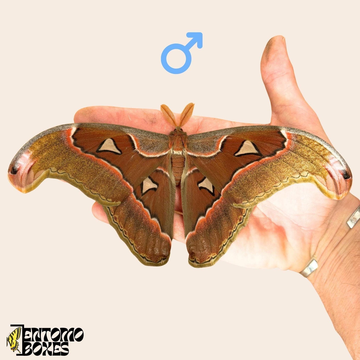 Männchen attacus lorquini auf hand