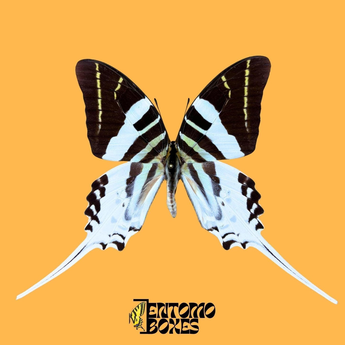 Graphium androcles gespannt Männchen Schmetterling