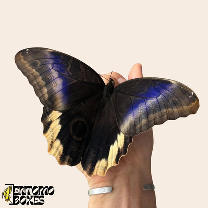 caligo atreus Schmetterling auf hand