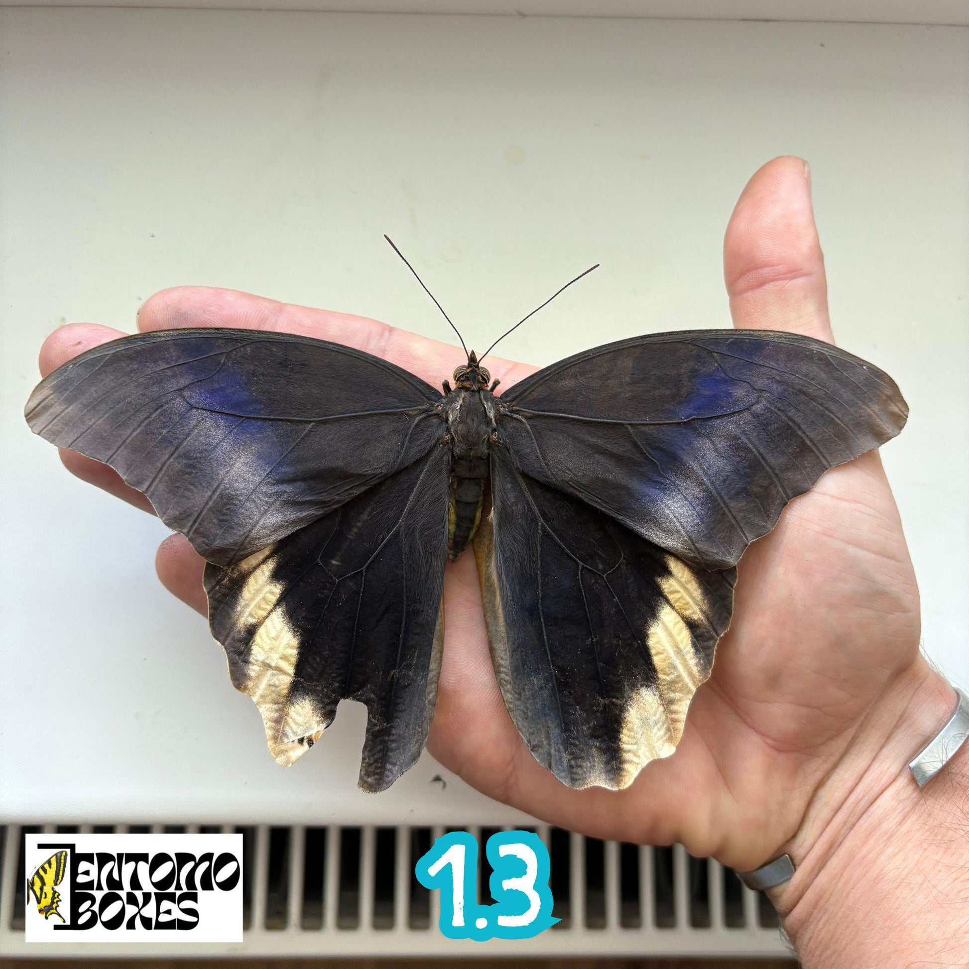 große echter Caligo atreus owl Schmetterling Exemplar ungespannt für Taxidermie und Entomologie