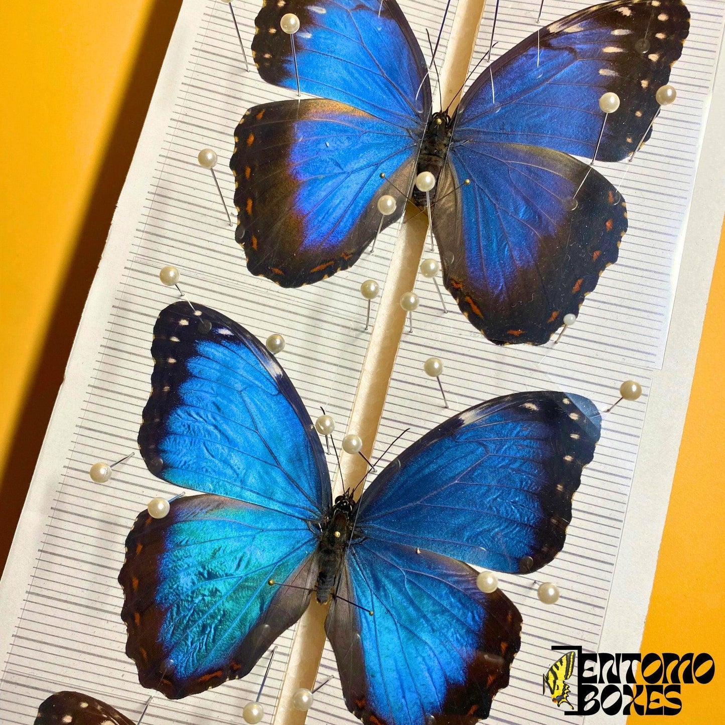 transparent insect pinning foil (etsy image id: 7891343716)