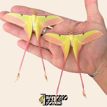 two actias dubernardi males auf hand