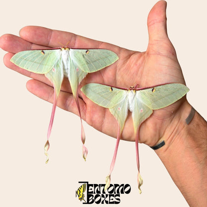 two actias dubernardi females auf hand