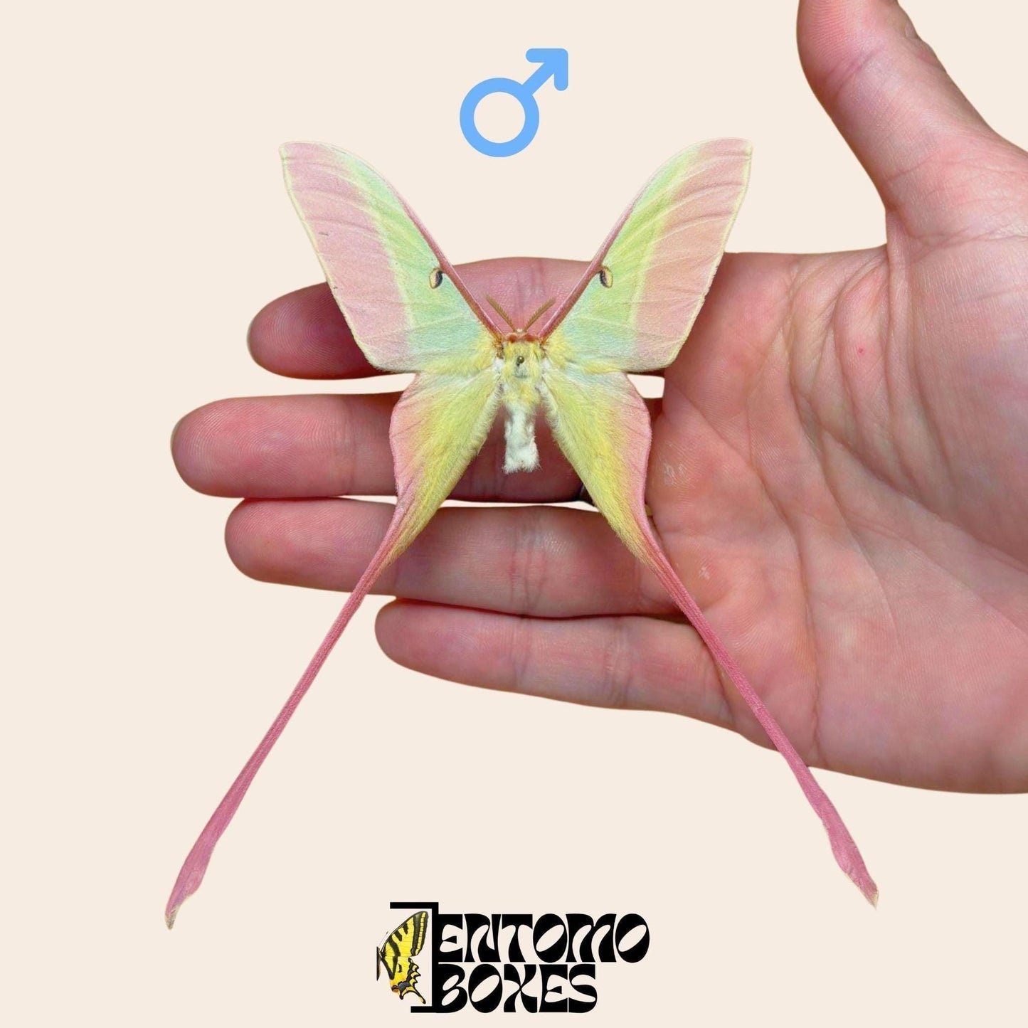 actias dubernardi gespannt Männchen