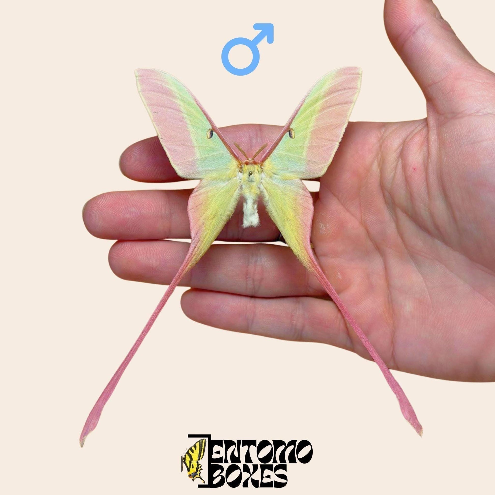 actias dubernardi gespannt Männchen