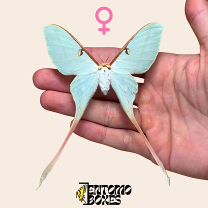actias dubernardi gespannt Weibchen
