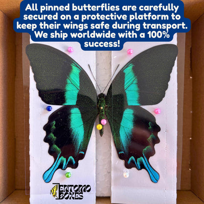 Actias dubernardi Chinese Mondfalter Exemplar