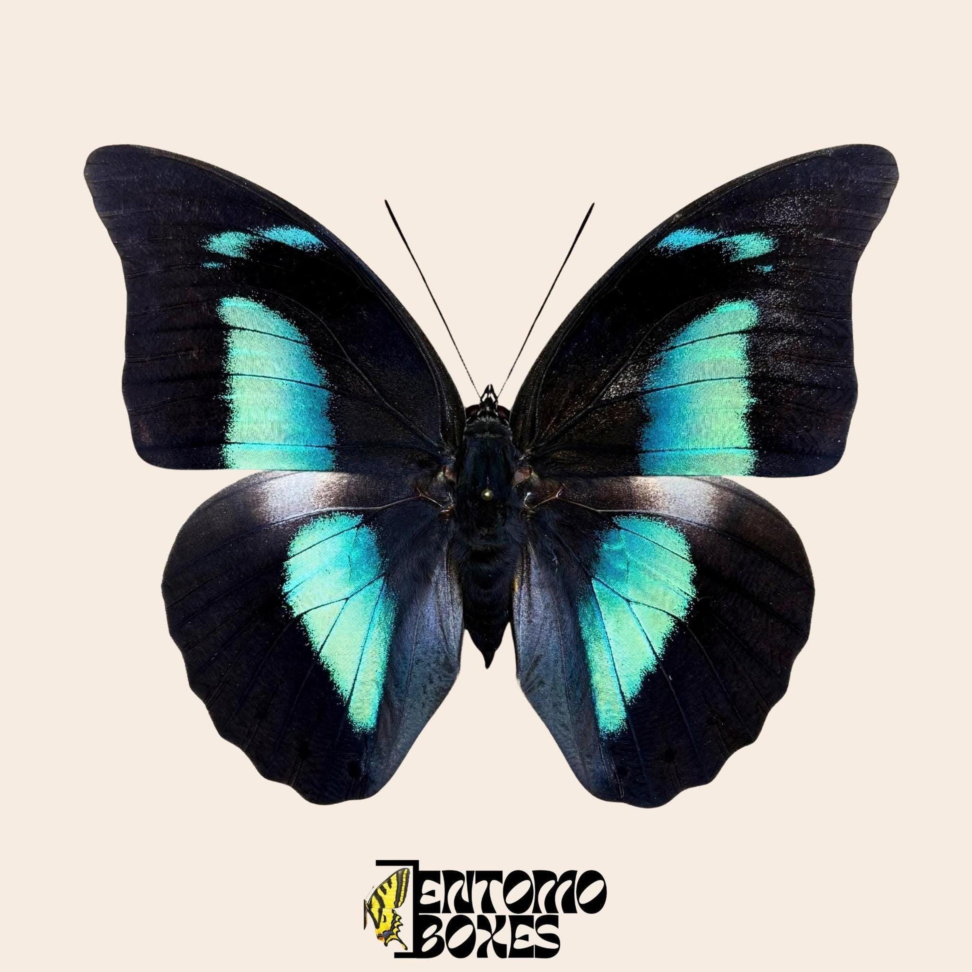 Archaeoprepona demophon gespannt Schmetterling