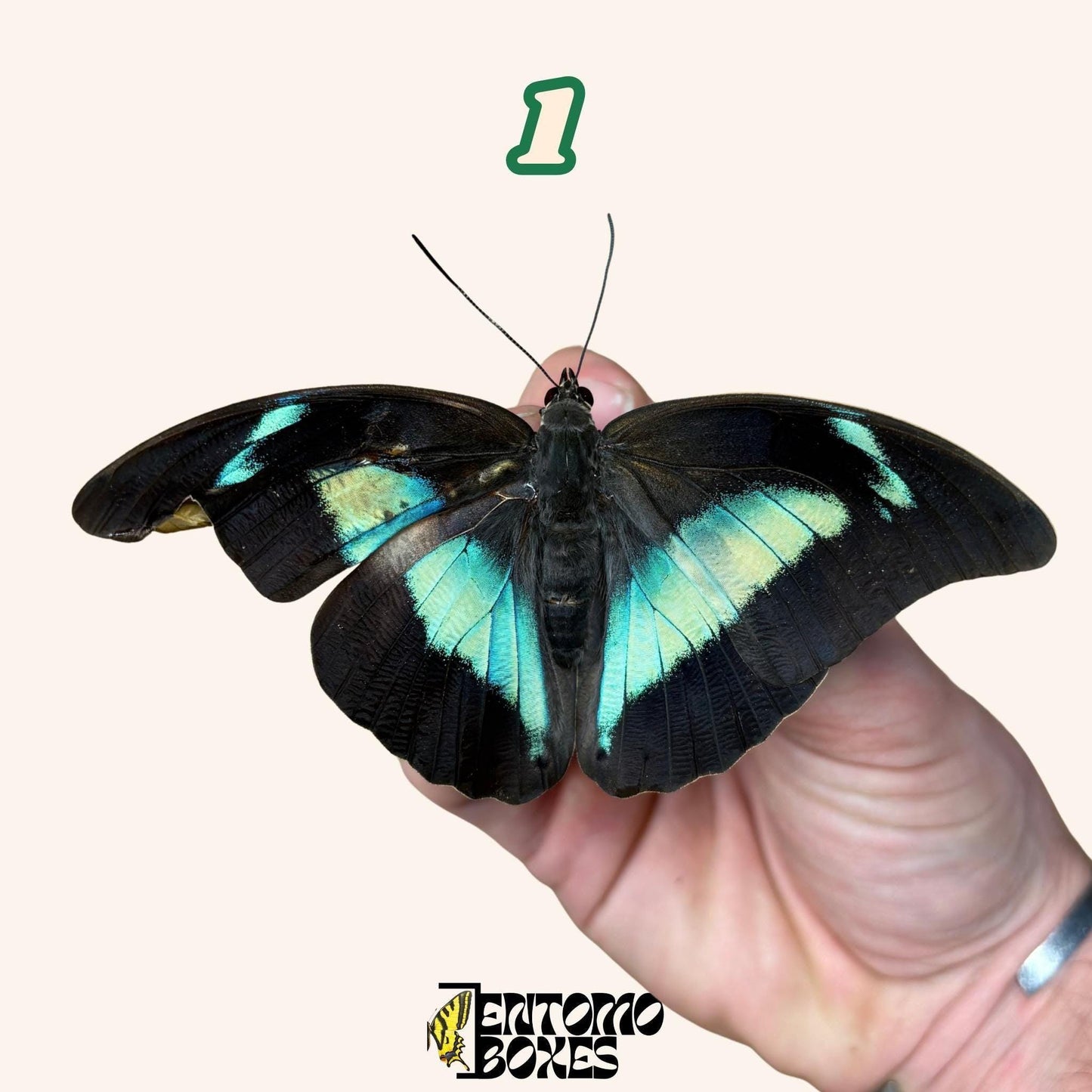 echter Schmetterling Archaeoprepona demophon Gespannt oder Ungespannt Exemplare für Sammlung Taxidermie Entomologie