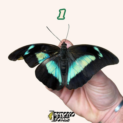 echter Schmetterling Archaeoprepona demophon Gespannt oder Ungespannt Exemplare für Sammlung Taxidermie Entomologie