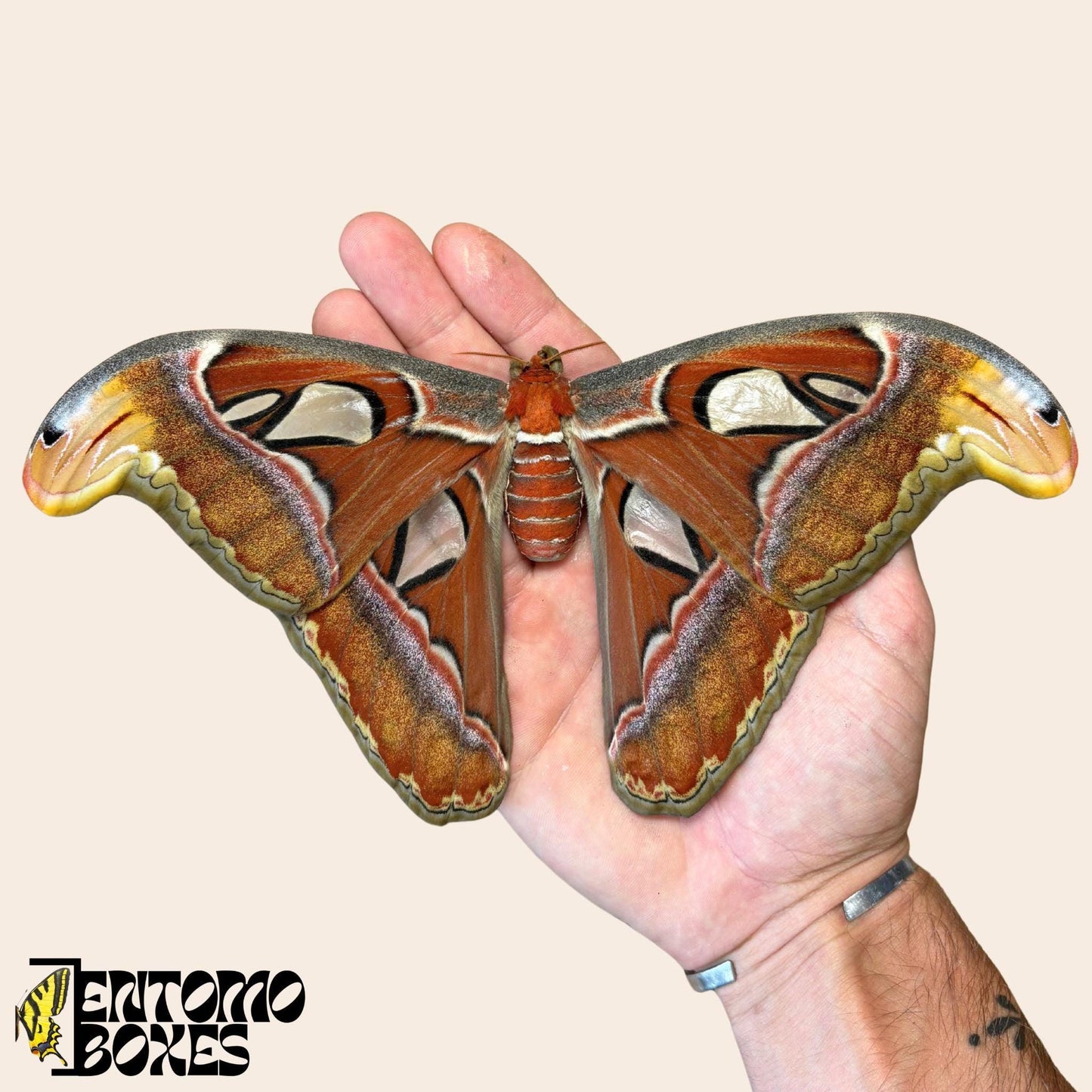 attacus Atlasfalter Weibchen