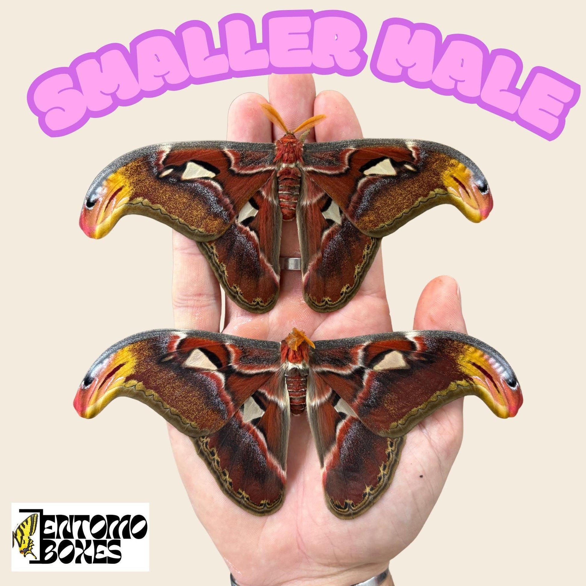 attacus Atlasfalter small males