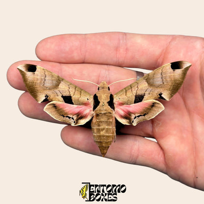 Eumorpha achemon gespannt Rosa Falter