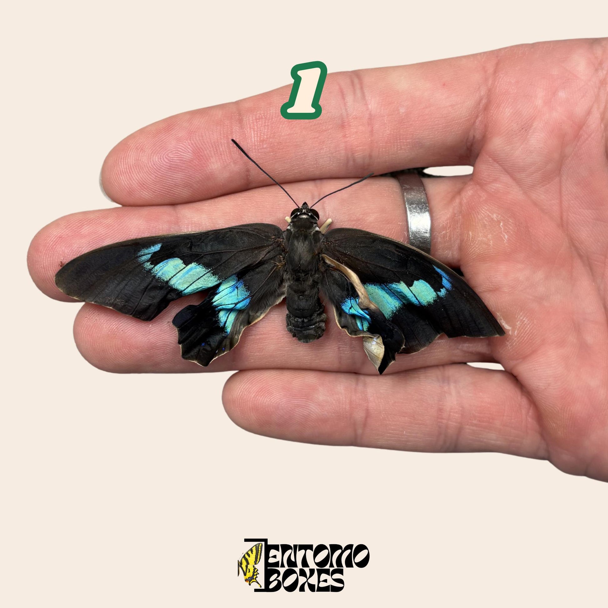 echter Prepona omphale tropisch farbenprächtig Blau Schmetterling für Sammlung, Entomologie und Taxidermie