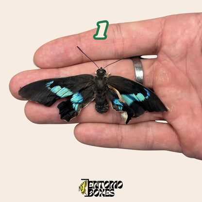 echter Prepona omphale tropisch farbenprächtig Blau Schmetterling für Sammlung, Entomologie und Taxidermie