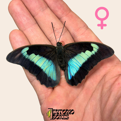 echter Prepona omphale tropisch farbenprächtig Blau Schmetterling für Sammlung, Entomologie und Taxidermie