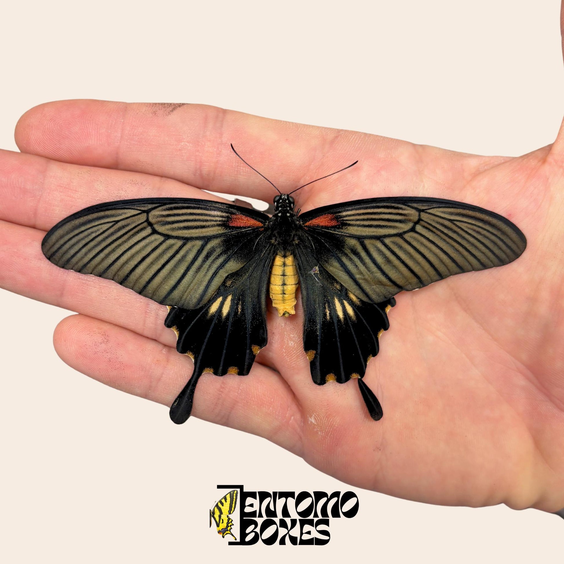 papilio lowi ungespannt Weibchen auf hand