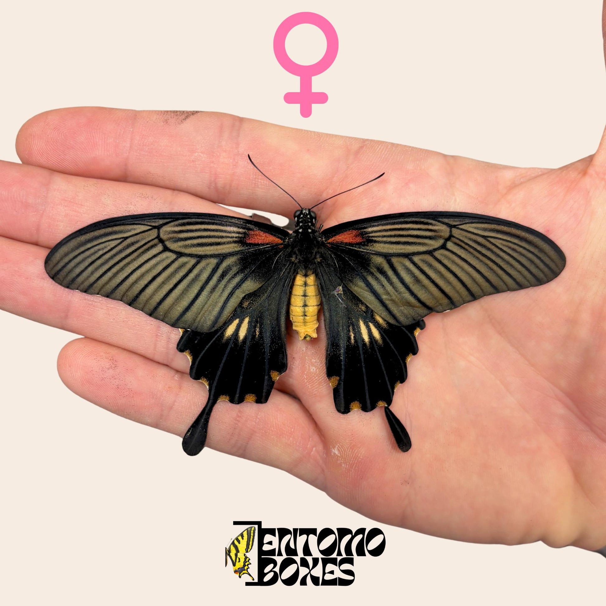 papilio lowi unpinned Weibchen auf hand