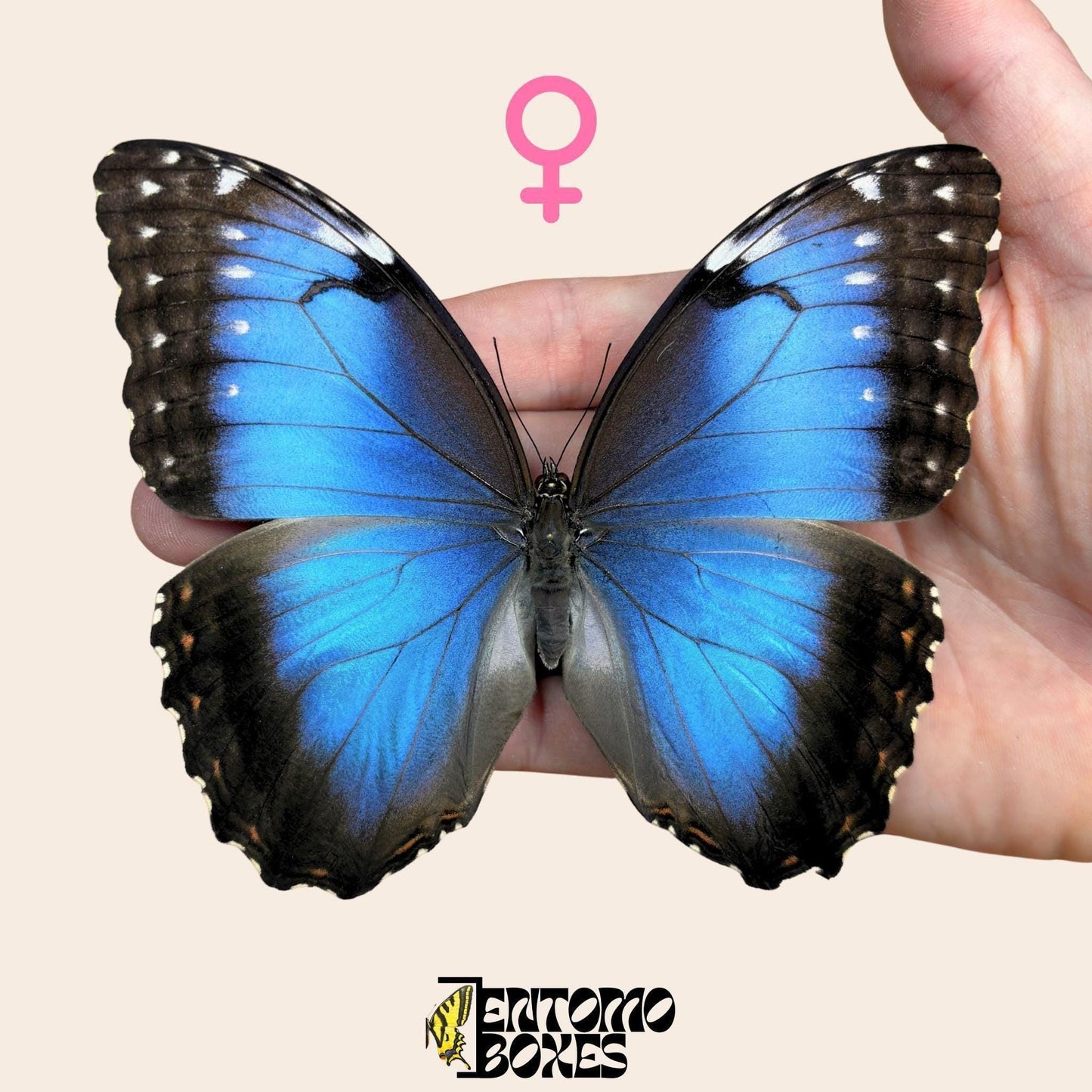 blue morpho pinned female __etsy:7918271662