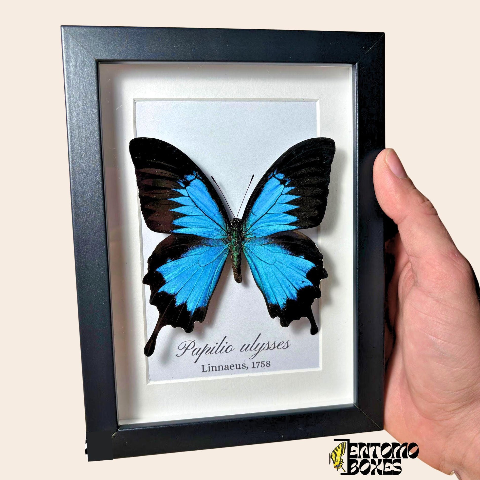 Papilio ulysses tropical swallowtail in black frame (etsy image id: 7919006914)