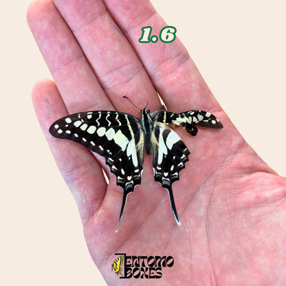 Graphium policenes real dry butterfly for entomology taxidermy collection (etsy image id: 7922717115)