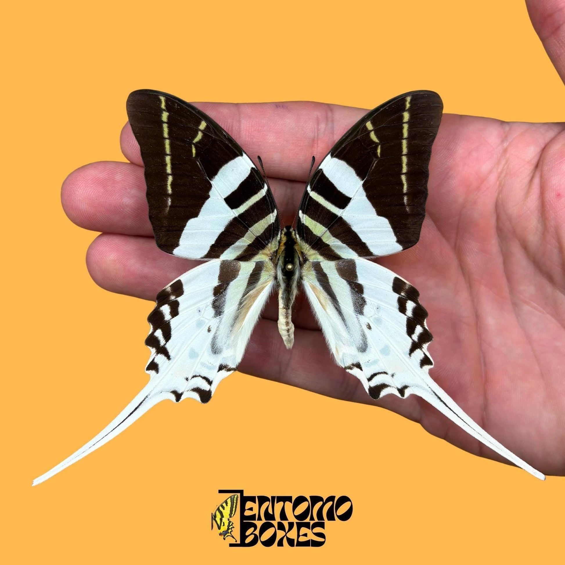 Giant Swordtail Schmetterling gespannt Männchen