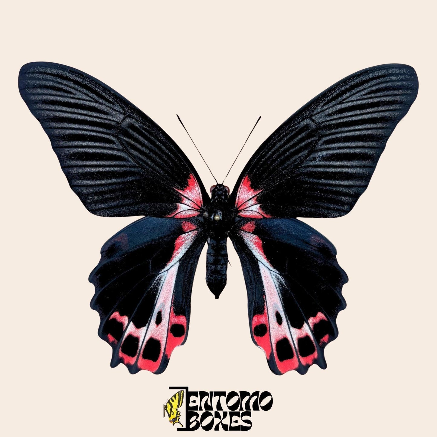 Papilio ruzmanzovia gespannt Weibchen