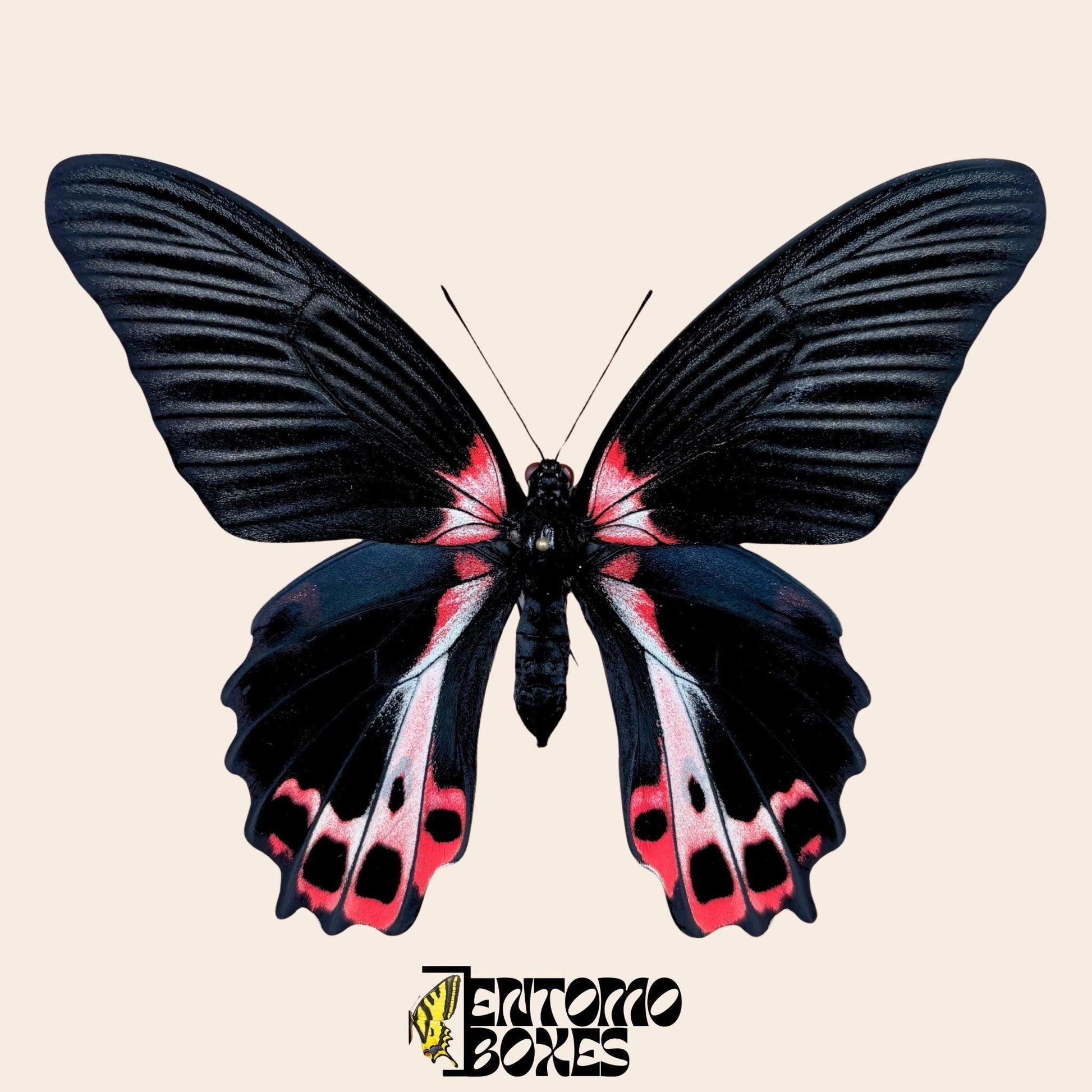 Papilio ruzmanzovia gespannt Weibchen