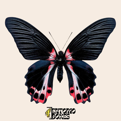 Papilio ruzmanzovia gespannt Weibchen