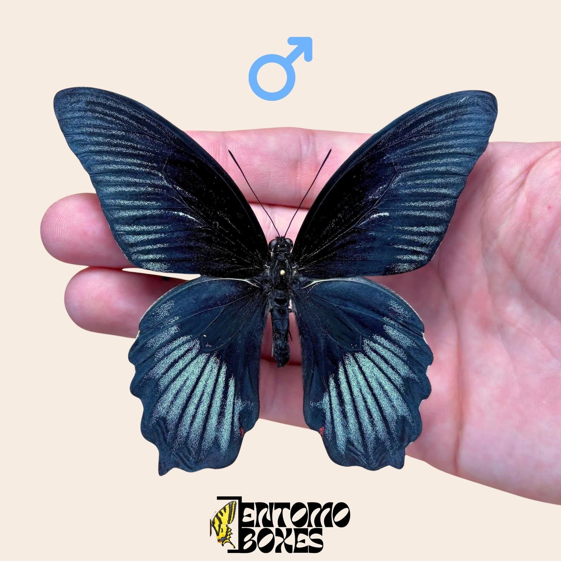 Papilio ruzmanzovia gespannt Männchen