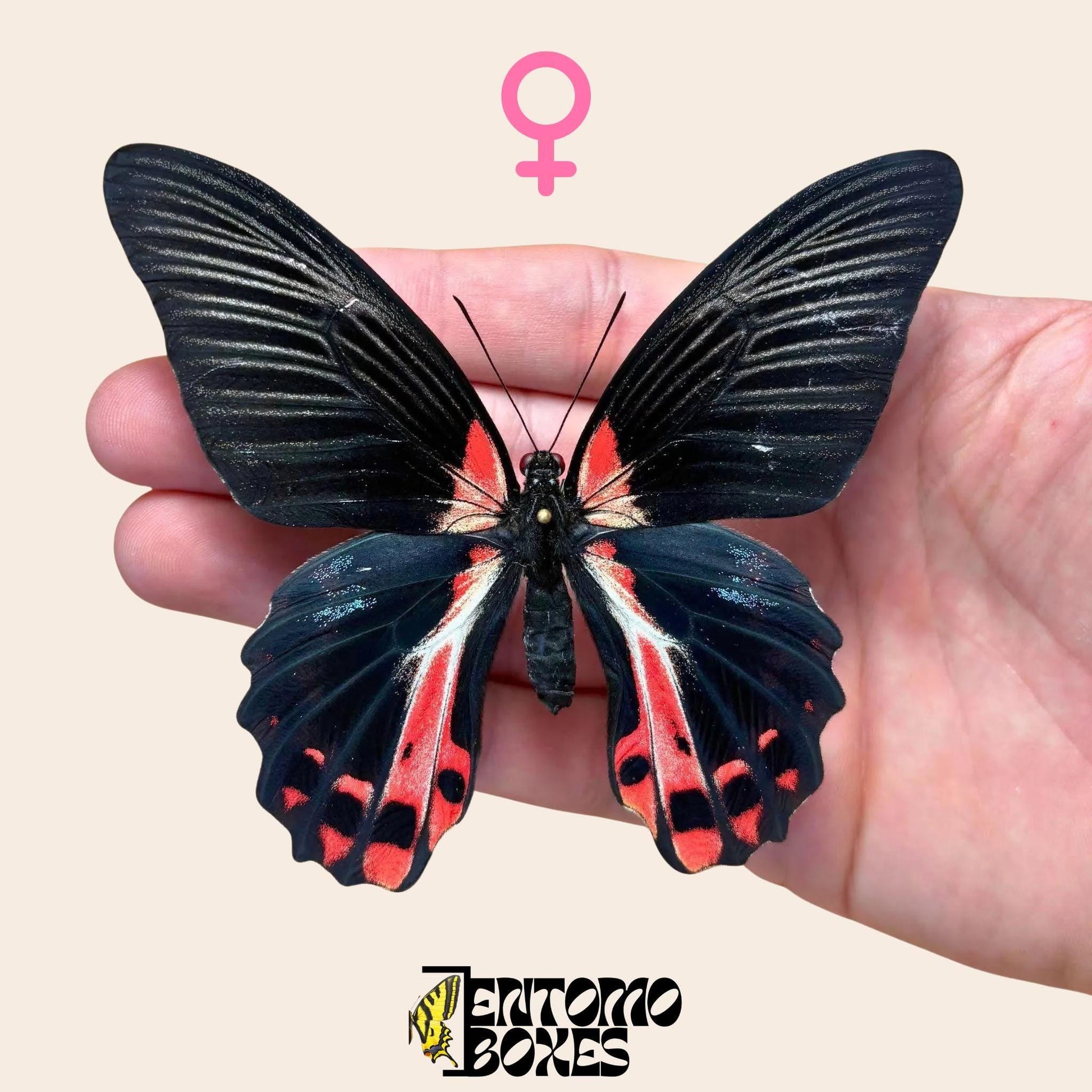 Papilio ruzmanzovia gespannt Weibchen