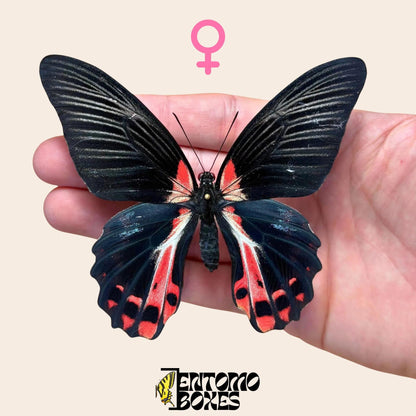 Papilio ruzmanzovia gespannt Weibchen