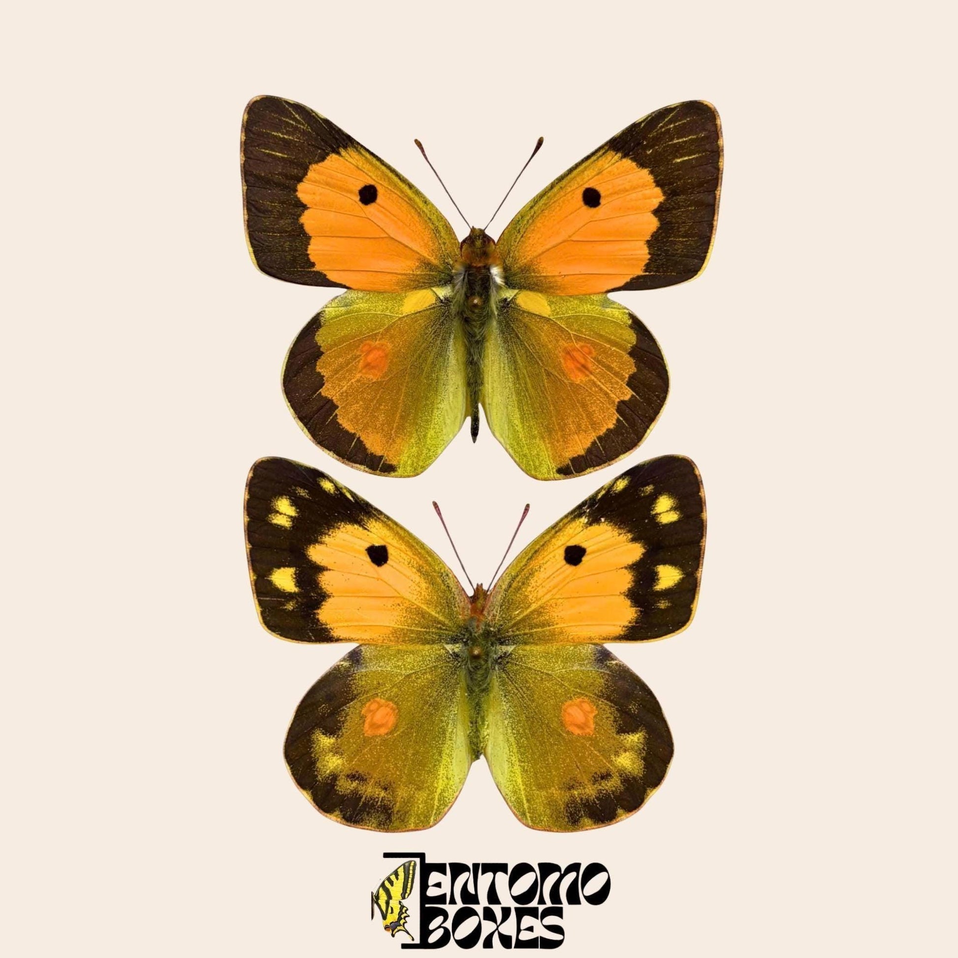 colias croceus pair on pins (etsy image id: 7929873628)