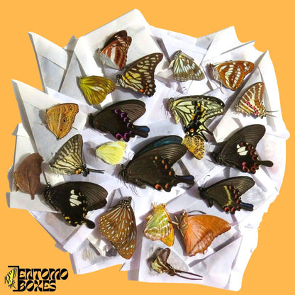 mix of papered tropical butterflies (etsy image id: 7929873652)
