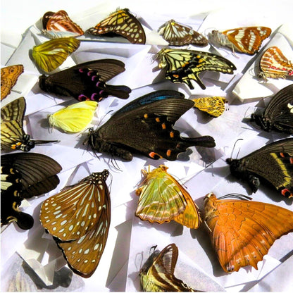 Mixed Real Tropical Butterfly Specimens: Papered Entomology Assortment for Taxidermy & DIY Oddities (etsy image id: 7929873692)