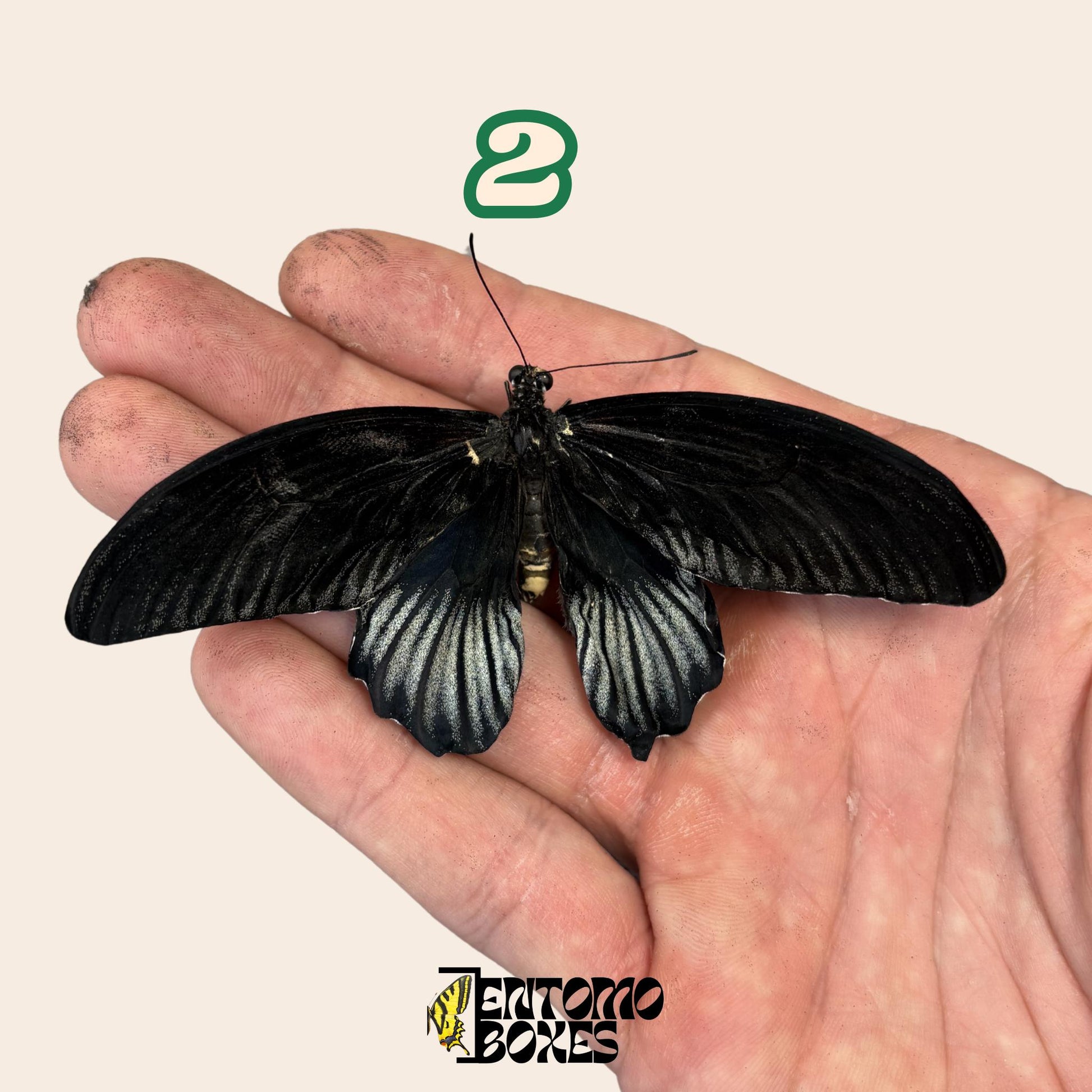 echter Schmetterling Papilio lowi: ungespannt A1-Qualität farbenprächtig Exemplar für Sammlung und Taxidermie