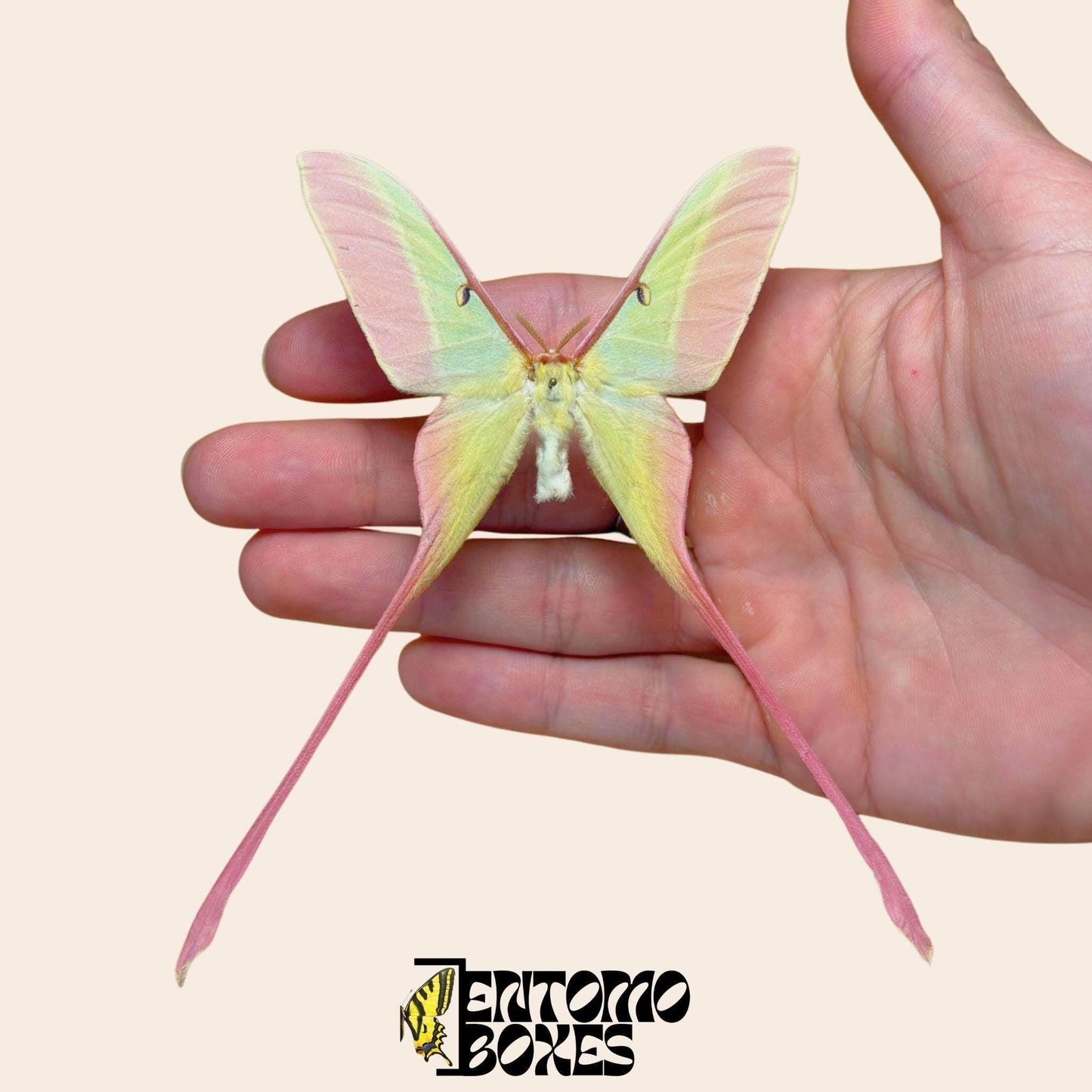 actias dubernardi gespannt Männchen