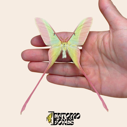 actias dubernardi gespannt Männchen
