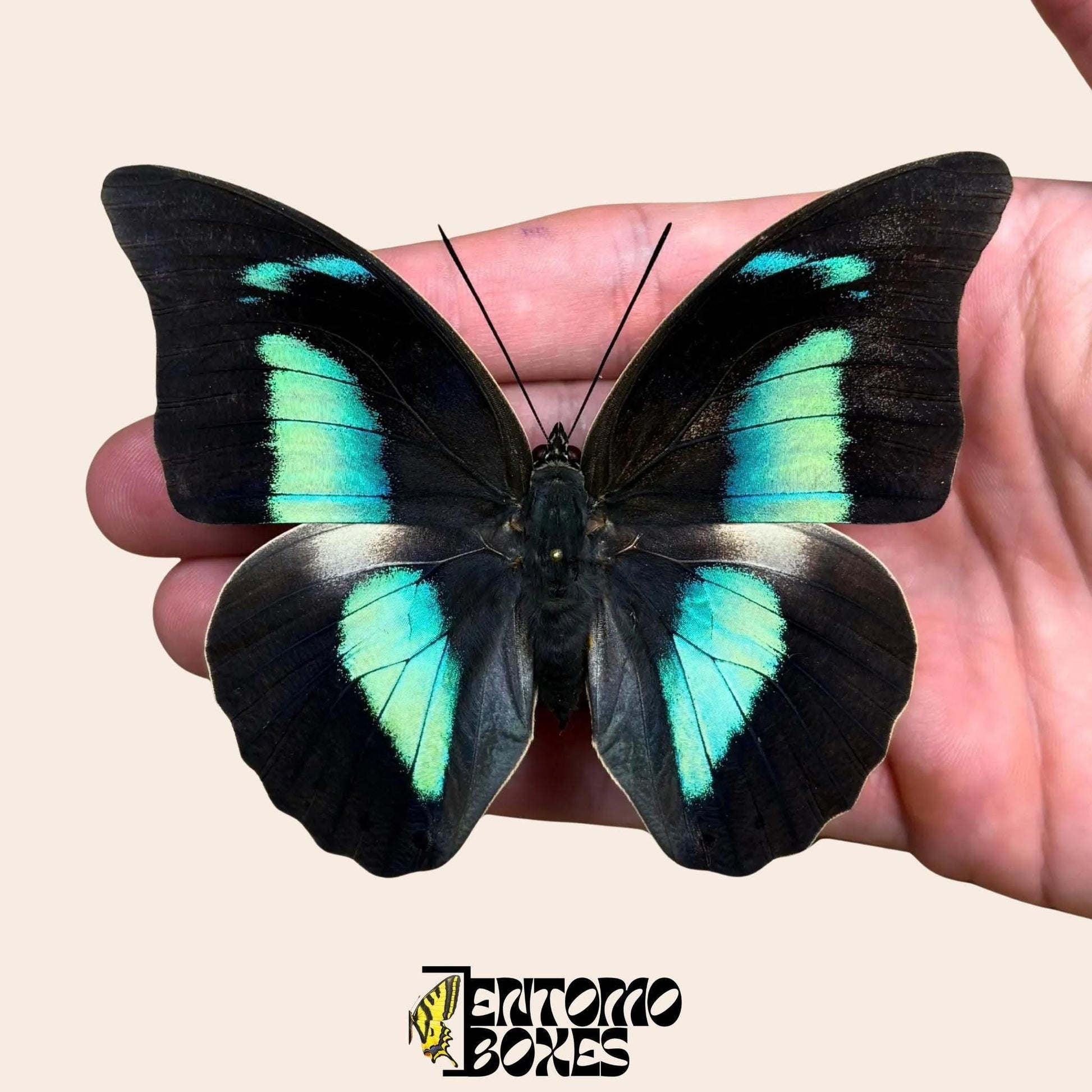 Archaeoprepona demophon gespannt Schmetterling auf hand